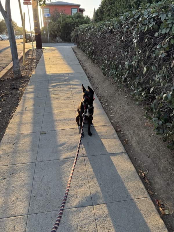 A picture of a black dog named Bowie sitting, taken on August 30 2025 at 7:02 am